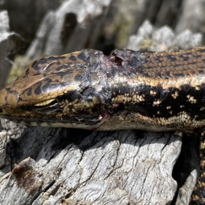 Eulamprus heatwolei (Yellow-bellied Water Skink) at Molonglo River Reserve - 15 Nov 2023 by SteveBorkowskis