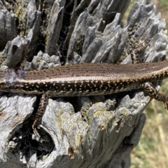 Eulamprus heatwolei at Molonglo River Reserve - 15 Nov 2023