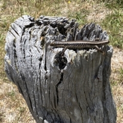 Eulamprus heatwolei at Molonglo River Reserve - 15 Nov 2023