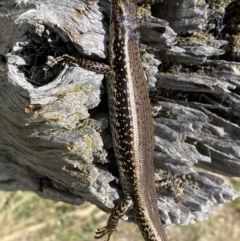 Eulamprus heatwolei at Molonglo River Reserve - 15 Nov 2023