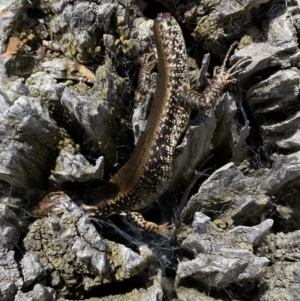 Eulamprus heatwolei at Molonglo River Reserve - 15 Nov 2023