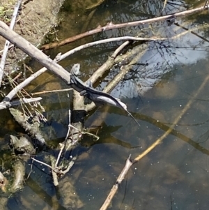 Intellagama lesueurii howittii at Molonglo River Reserve - 15 Nov 2023 11:50 AM