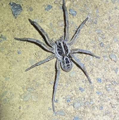 Tasmanicosa sp. (genus) (Tasmanicosa wolf spider) at Lower Molonglo - 14 Nov 2023 by SteveBorkowskis