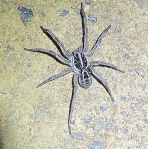 Tasmanicosa sp. (genus) at Lower Molonglo - 14 Nov 2023