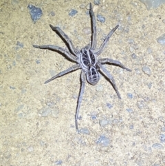 Tasmanicosa sp. (genus) at Lower Molonglo - 14 Nov 2023 10:08 PM