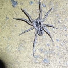Tasmanicosa sp. (genus) at Lower Molonglo - 14 Nov 2023 10:08 PM