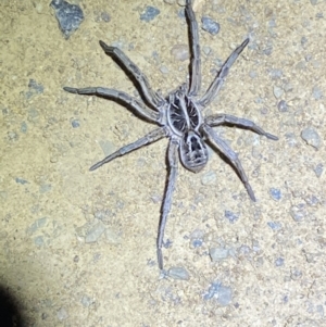 Tasmanicosa sp. (genus) at Lower Molonglo - 14 Nov 2023