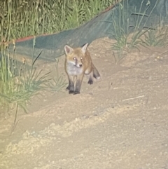 Vulpes vulpes (Red Fox) at Whitlam, ACT - 14 Nov 2023 by SteveBorkowskis