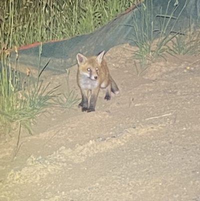 Vulpes vulpes (Red Fox) at Whitlam, ACT - 14 Nov 2023 by SteveBorkowskis