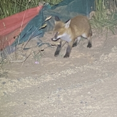 Vulpes vulpes at Whitlam, ACT - suppressed