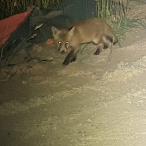 Vulpes vulpes at Whitlam, ACT - suppressed