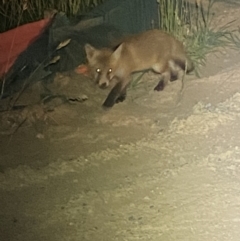 Vulpes vulpes at Whitlam, ACT - 14 Nov 2023