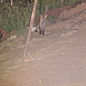 Vulpes vulpes at Whitlam, ACT - suppressed