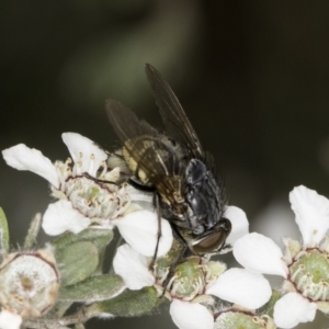 Calliphora stygia at McKellar, ACT - 14 Nov 2023