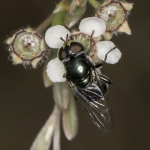 Calliphoridae (family) at McKellar, ACT - 14 Nov 2023 11:48 AM