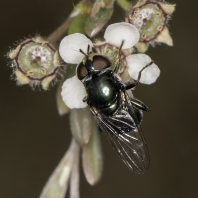 Calliphoridae (family) (Unidentified blowfly) at McKellar, ACT - 14 Nov 2023 by kasiaaus