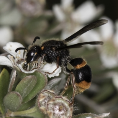 Paralastor sp. (genus) (Potter Wasp) at McKellar, ACT - 14 Nov 2023 by kasiaaus
