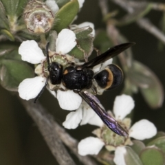 Paralastor sp. (genus) at McKellar, ACT - 14 Nov 2023 11:50 AM