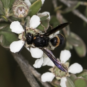 Paralastor sp. (genus) at McKellar, ACT - 14 Nov 2023