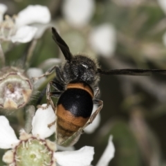 Paralastor sp. (genus) at McKellar, ACT - 14 Nov 2023