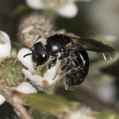 Euryglossa sp. (genus) (A native bee) at McKellar, ACT - 14 Nov 2023 by kasiaaus