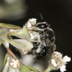 Leioproctus sp. (genus) (Plaster bee) at Croke Place Grassland (CPG) - 14 Nov 2023 by kasiaaus