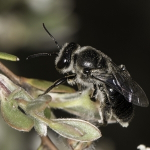 Leioproctus sp. (genus) at McKellar, ACT - 14 Nov 2023