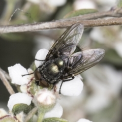 Lucilia sp. (genus) (A blowfly) at McKellar, ACT - 14 Nov 2023 by kasiaaus