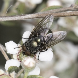 Lucilia sp. (genus) at McKellar, ACT - 14 Nov 2023 11:51 AM