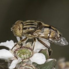 Eristalinus punctulatus (Golden Native Drone Fly) at McKellar, ACT - 14 Nov 2023 by kasiaaus