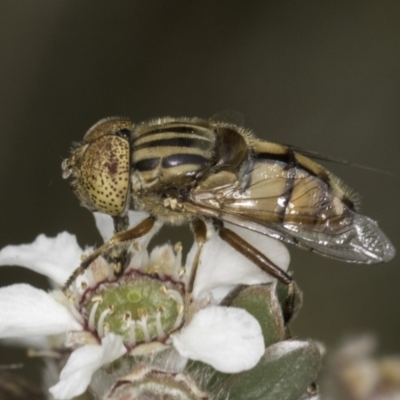 Eristalinus punctulatus (Golden Native Drone Fly) at McKellar, ACT - 14 Nov 2023 by kasiaaus