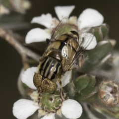 Eristalinus punctulatus at McKellar, ACT - 14 Nov 2023