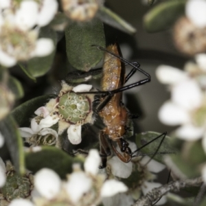 Gminatus australis at McKellar, ACT - 14 Nov 2023