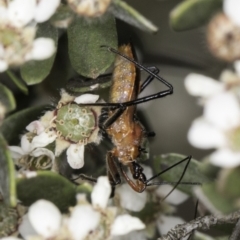 Gminatus australis at McKellar, ACT - 14 Nov 2023