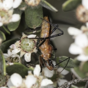 Gminatus australis at McKellar, ACT - 14 Nov 2023