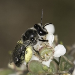 Leioproctus sp. (genus) (Plaster bee) at Croke Place Grassland (CPG) - 14 Nov 2023 by kasiaaus