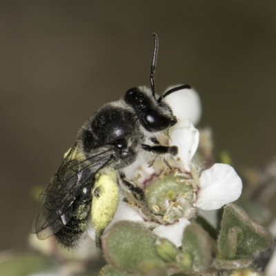 Leioproctus sp. (genus) (Plaster bee) at McKellar, ACT - 14 Nov 2023 by kasiaaus