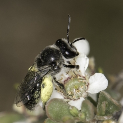 Leioproctus sp. (genus) (Plaster bee) at Croke Place Grassland (CPG) - 14 Nov 2023 by kasiaaus