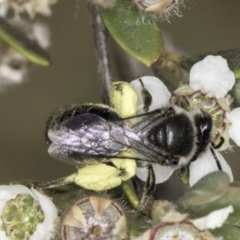 Leioproctus sp. (genus) at McKellar, ACT - 14 Nov 2023 11:54 AM