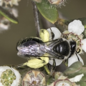 Leioproctus sp. (genus) at McKellar, ACT - 14 Nov 2023