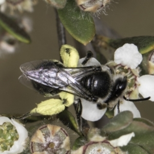 Leioproctus sp. (genus) at McKellar, ACT - 14 Nov 2023