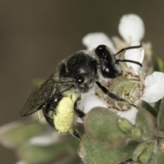 Leioproctus sp. (genus) at McKellar, ACT - 14 Nov 2023