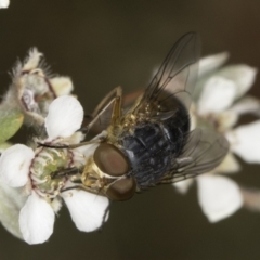 Calliphora augur (Lesser brown or Blue-bodied blowfly) at Croke Place Grassland (CPG) - 14 Nov 2023 by kasiaaus