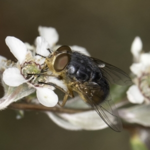 Calliphora augur at McKellar, ACT - 14 Nov 2023