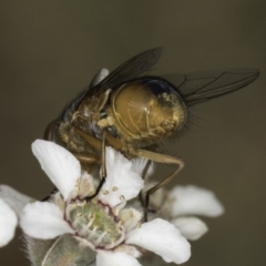 Calliphora augur at McKellar, ACT - 14 Nov 2023