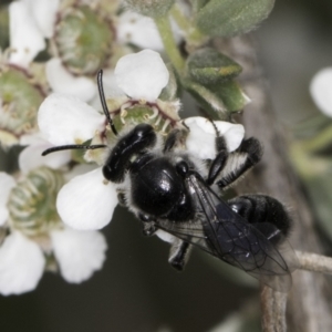 Leioproctus sp. (genus) at McKellar, ACT - 14 Nov 2023