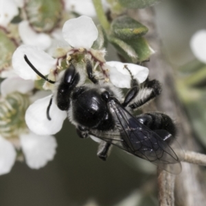 Leioproctus sp. (genus) at McKellar, ACT - 14 Nov 2023