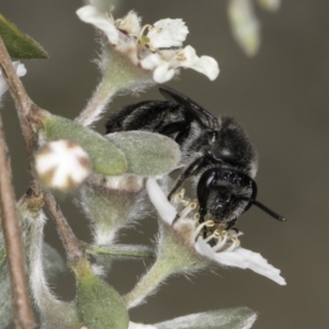 Leioproctus sp. (genus) at McKellar, ACT - 14 Nov 2023