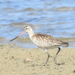 Limosa lapponica (Bar-tailed Godwit) at Bermagui, NSW - 13 Nov 2023 by HelenCross