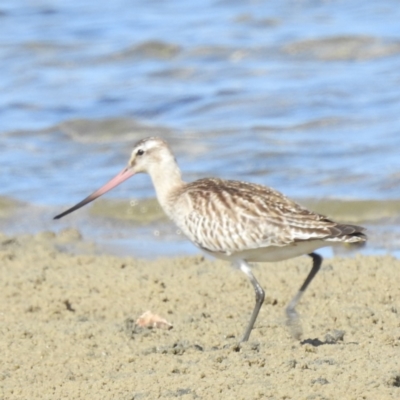 Limosa lapponica (Bar-tailed Godwit) at Bermagui, NSW - 13 Nov 2023 by HelenCross